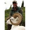 Image 2 : 12-Day Dall's Sheep Hunt for 1 Hunter