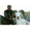Image 3 : 12-Day Dall's Sheep Hunt for 1 Hunter