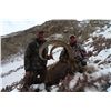 Image 3 : 8-10 Day Marco Polo/Mid-Asian Ibex Hunt for 1 Hunter in Kyrgyzstan