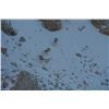 Image 9 : 8-10 Day Marco Polo/Mid-Asian Ibex Hunt for 1 Hunter in Kyrgyzstan