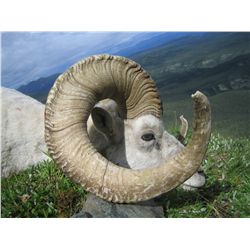 Kluane Dall Sheep Permit