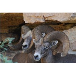 Texas Desert Bighorn Sheep Permit