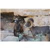 Image 2 : Texas Desert Bighorn Sheep Permit