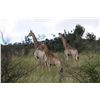 Image 11 : 7-Day 2x1 Hunt for 2 Hunters & 2 Non-Hunters
