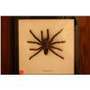 Image 1 : framed tarantula