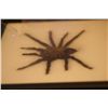 Image 2 : framed tarantula