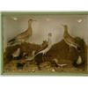 Image 1 : Taxidermy. A glazed case of seven various Bri