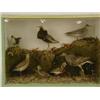 Image 1 : Taxidermy. A glazed case of seven various Bri