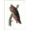 Image 1 : Audubon ''Owl'' 1972