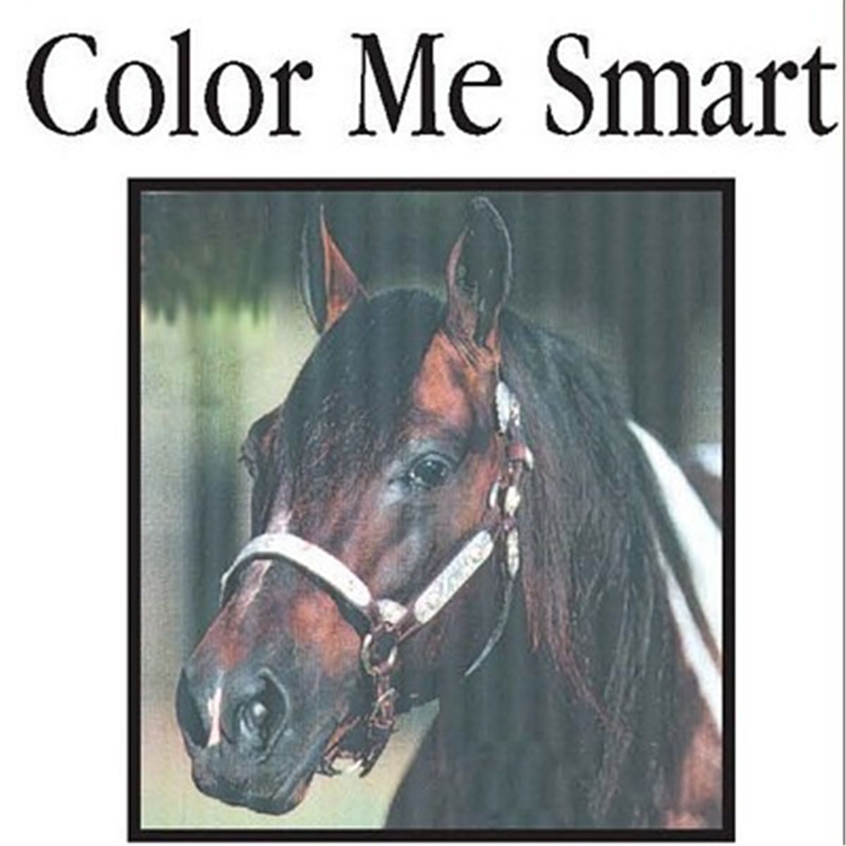 COLOR ME SMART - Sorrel Tobiano APHA Stallion