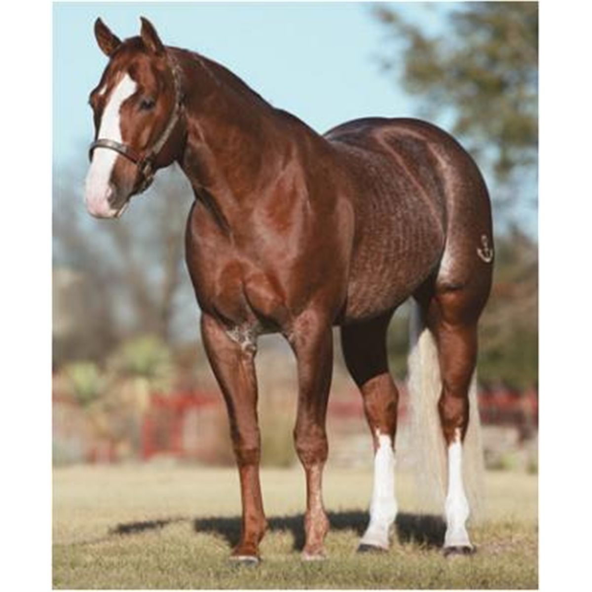 LIGHT N LENA 2000 Sorrel AQHA Stallion