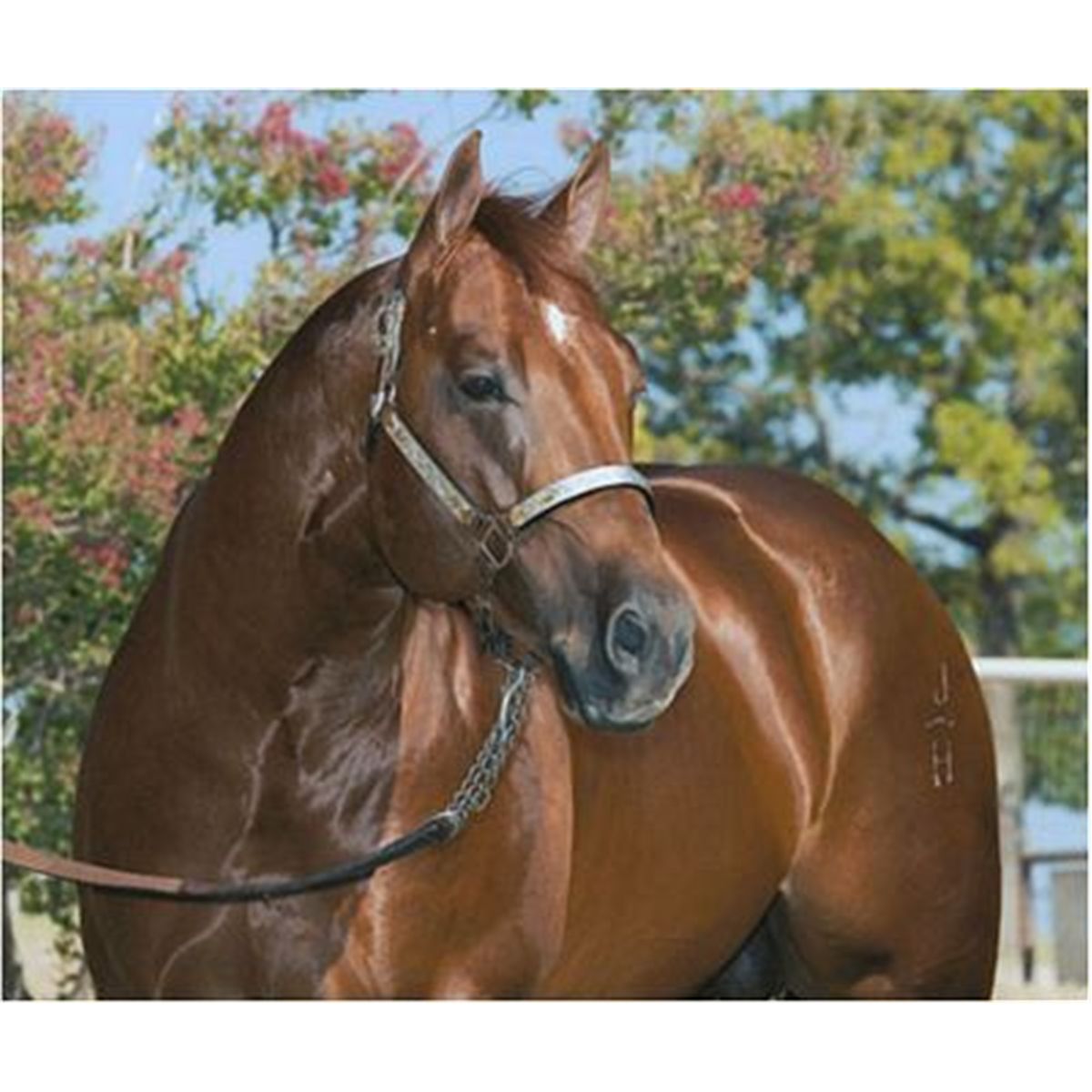 STYLISH REY - 2001 Sorrel AQHA Stallion