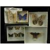 Image 1 : A collection of 32 specimen butterflies an...
