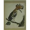Image 1 : A colour etching of a cock hoopoe, framed....