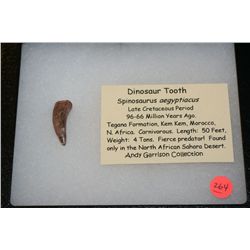 Dinosaur Tooth Spinosaurus aegyptacus 96-66 Million Years Ago from North African Sahara Desert