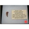 Image 1 : Dinosaur Tooth Spinosaurus aegyptacus 96-66 Million Years Ago from North African Sahara Desert