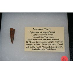 Dinosaur Tooth Spinosaurus aegyptacus 96-66 Million Years Ago from North African Sahara Desert