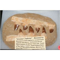 Dinosaur Jawbone - Mosasaurus, 65 Million Years Old from Sahara Desert Morocco N. Africa