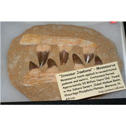 Dinosaur Jawbone - Mosasaurus, 65 Million Years Old from Sahara Desert Morocco N. Africa