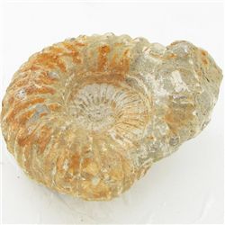 1700ct Fossilized Natural Ammonite (MIN-000249)