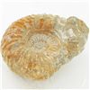 Image 1 : 1700ct Fossilized Natural Ammonite (MIN-000249)
