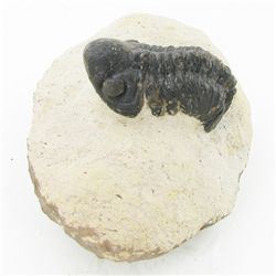 2950ct Fossilized Tribolite On Base Material (MIN-000231)