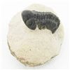 Image 1 : 2950ct Fossilized Tribolite On Base Material (MIN-000231)