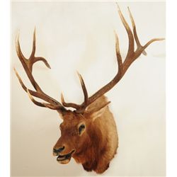 Trophy Elk Mount 7 X 7