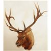 Image 1 : Trophy Elk Mount 7 X 7