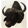 Image 1 : Cape Buffalo Jonas Brothers Shoulder Mount
