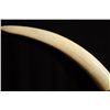 Image 4 : Pair of Elephant Tusks Jonas Brothers Ivory Mount