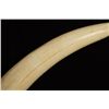 Image 6 : Pair of Elephant Tusks Jonas Brothers Ivory Mount