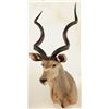 Image 1 : Kudu Bull Shoulder Mount