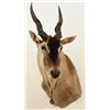 Image 1 : Eland Oryx Shoulder Mount