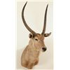 Image 1 : Waterbuck Shoulder Mount