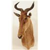 Image 1 : Hartebeest Shoulder Mount