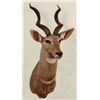 Image 1 : Lesser Kudu Shoulder Mount