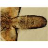 Image 8 : Coyote Rug