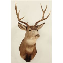 Mule Deer Shoulder Mount