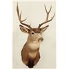 Image 1 : Mule Deer Shoulder Mount