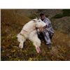 Image 2 : TROPHY MOUNTAIN GOAT HUNT ~ COLLINGWOOD BROTHERS GUIDES & OUTFITTERS