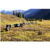Image 1 : HORSEBACK DAY TRIP FOR 5 ~ STELKIA RANCH / INDIAN GROVE RIDING STABLE