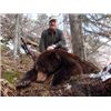 Image 1 : SPRING BLACK BEAR ~ HIGH CALIBER ADVENTURES LTD.