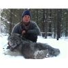 Image 2 : WOLF HUNT ~ RAM CREEK OUTFITTERS