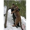 Image 2 : COUGAR HUNT ~ WHATSHAN GUIDES & OUTFITTERS LTD.