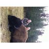 Image 1 : PLAINS BISON HUNT ~ SIKANNI RIVER OUTFITTERS