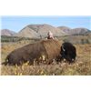 Image 3 : PLAINS BISON HUNT ~ SIKANNI RIVER OUTFITTERS