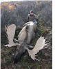 Image 3 : TROPHY NORTHERN BC MOOSE HUNT ~ NORTHWEST BIG GAME OUTFITTERS LTD