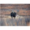 Image 4 : TROPHY NORTHERN BC MOOSE HUNT ~ NORTHWEST BIG GAME OUTFITTERS LTD