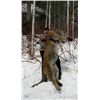 Image 2 : COUGAR HUNT ~ OTTER LAKE GUIDE OUTFITTERS